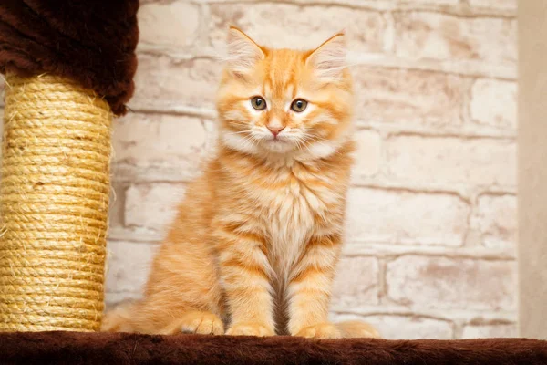 Portrait of a kitten — Stock Photo, Image
