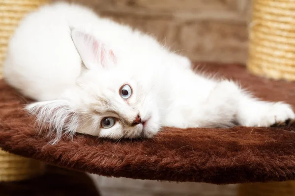 Portrait of a kitten — Stock Photo, Image