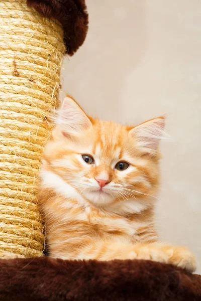 bir yavru kedi portresi
