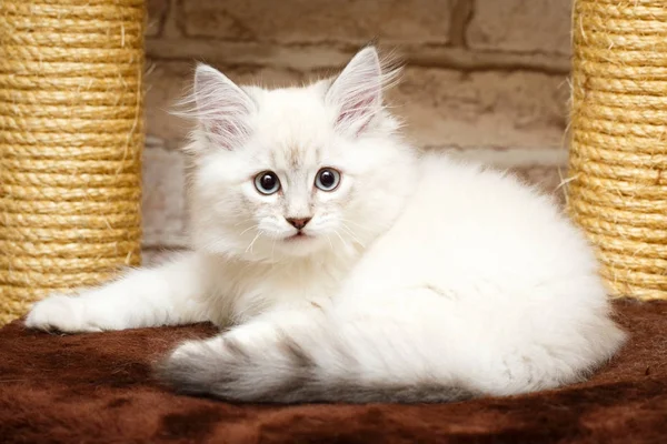 Retrato de un gatito — Foto de Stock