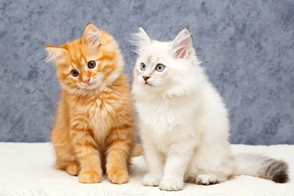 bir yavru kedi portresi