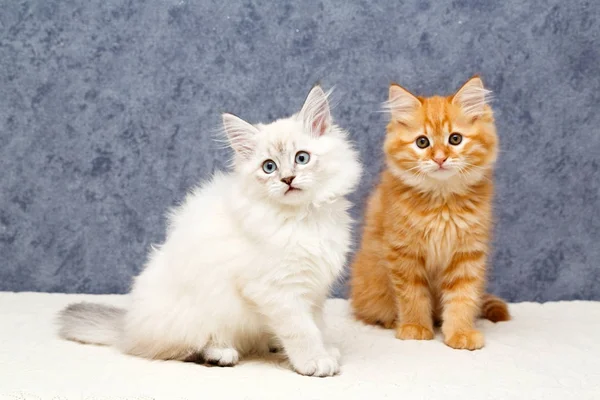 bir yavru kedi portresi