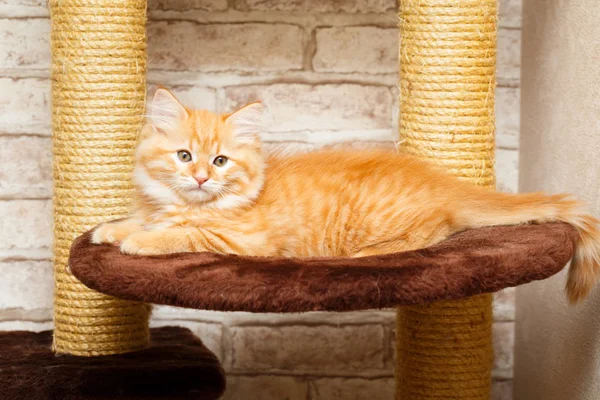 Portrait of a kitten — Stock Photo, Image