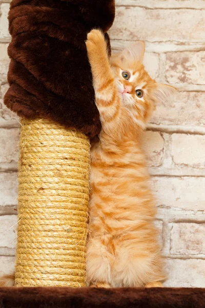 Portrait of a kitten — Stock Photo, Image