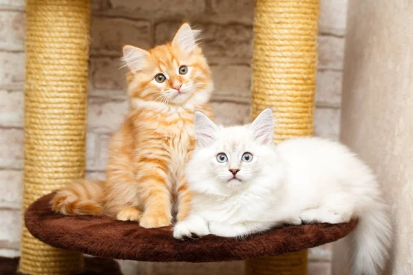 bir yavru kedi portresi