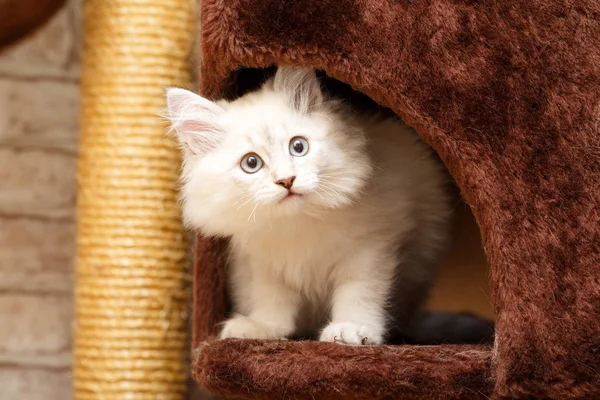 bir yavru kedi portresi