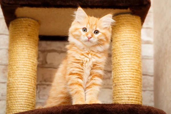 bir yavru kedi portresi