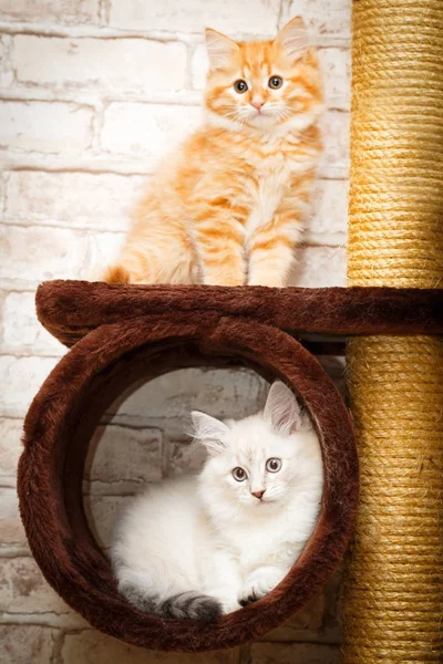 bir yavru kedi portresi