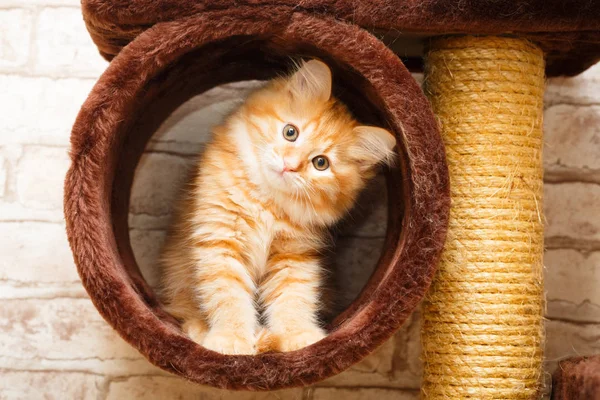 bir yavru kedi portresi