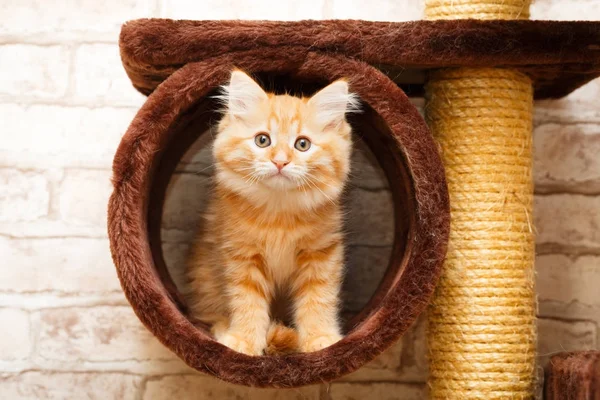 bir yavru kedi portresi