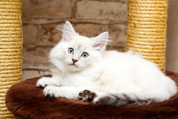 Portrait of a kitten — Stock Photo, Image