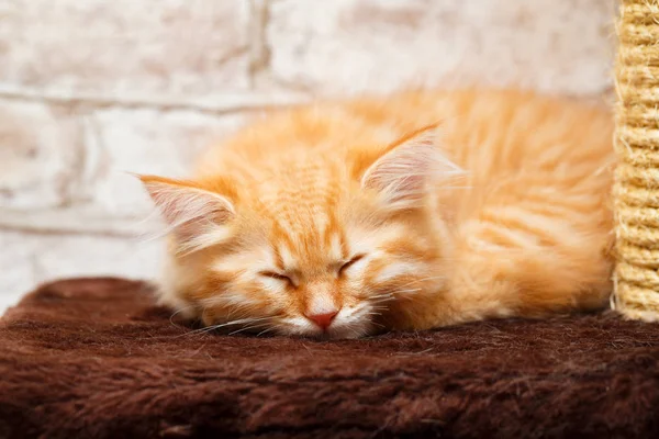 Retrato de un gatito — Foto de Stock