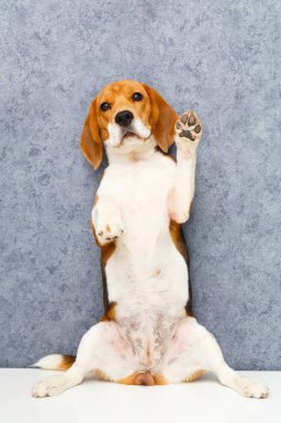 Genç köpek poz