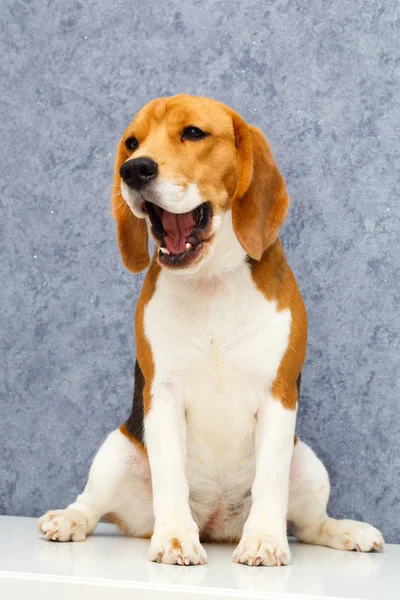Junger Hund posiert — Stockfoto