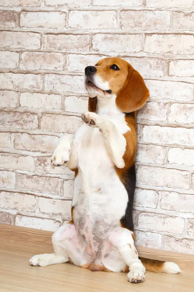 Young dog posing — Stock Photo, Image