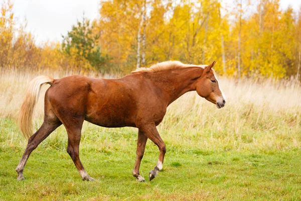 Das Pferd auf dem Feld — Stockfoto