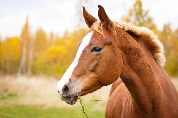 The horse in the field — Stock Photo, Image
