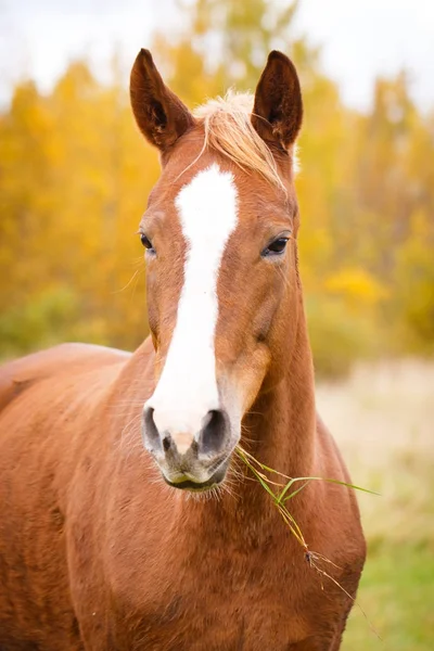 El caballo en el campo —  Fotos de Stock