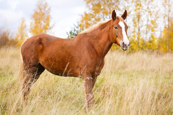 O cavalo no campo — Fotografia de Stock