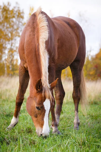 Das Pferd auf dem Feld — Stockfoto