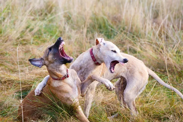 Cães jovens jogar — Fotografia de Stock