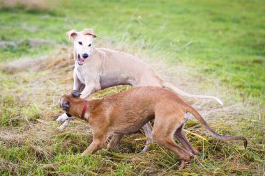 Genç köpekler play