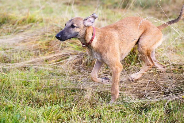 Young dogs play — Stock Photo, Image