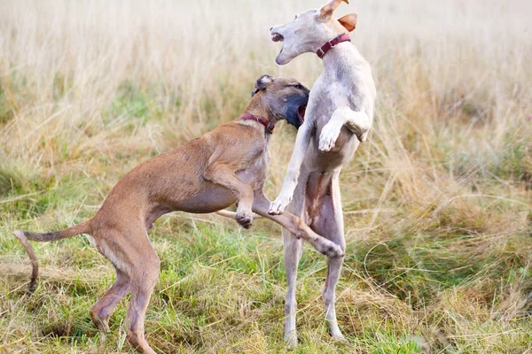 Giovani cani giocano — Foto Stock