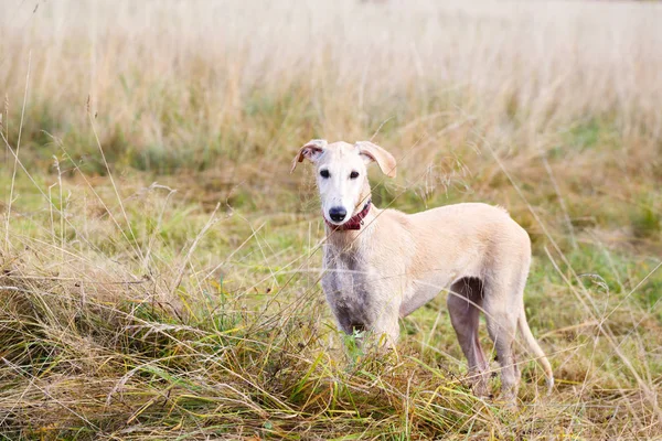 Giovani cani giocano — Foto Stock