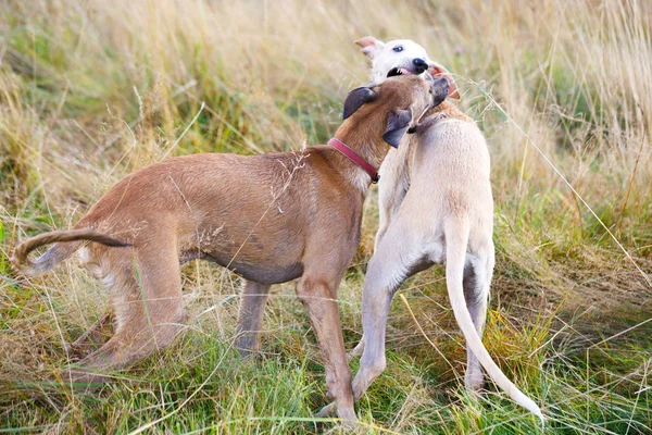 Young dogs play — Stock Photo, Image