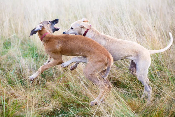 Young dogs play — Stock Photo, Image