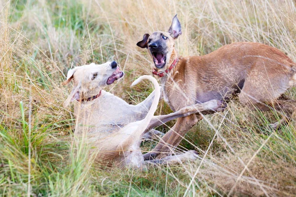 Unga hundar spela — Stockfoto