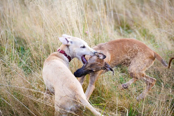 Young dogs play — Stock Photo, Image