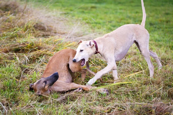 Young dogs play — Stock Photo, Image