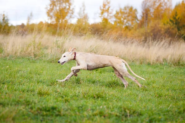 Young dogs play — Stock Photo, Image