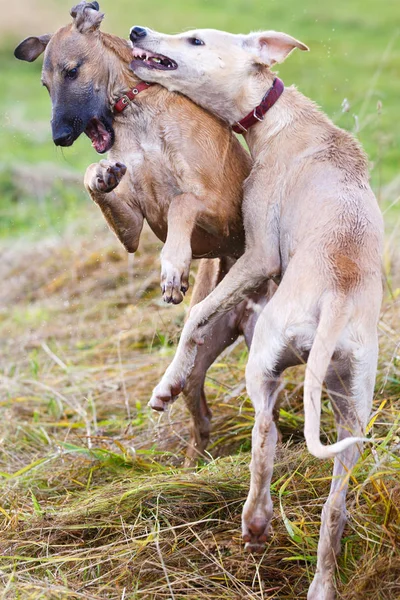 Unga hundar spela — Stockfoto