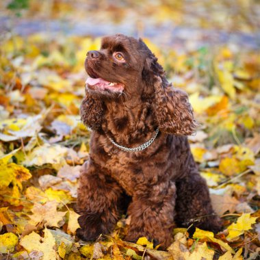 Amerikan cocker spaniel