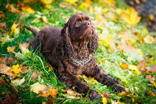 Américain Cocker Spaniel — Photo