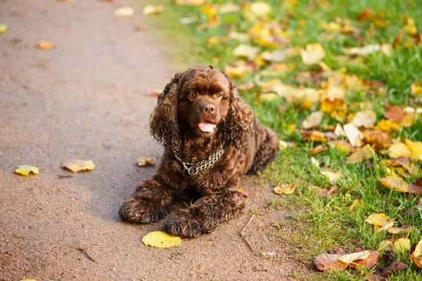 Amerykański Cocker Spaniel — Zdjęcie stockowe