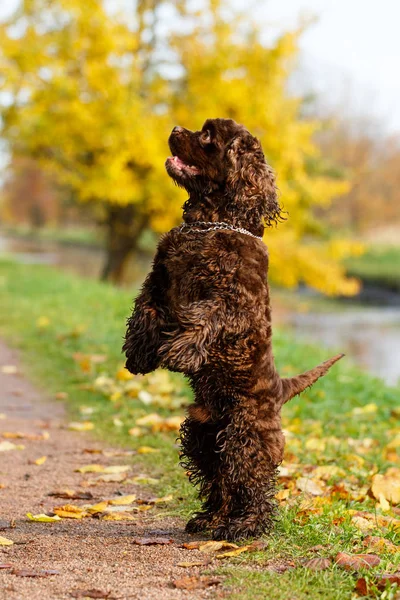 Amerykański Cocker Spaniel — Zdjęcie stockowe