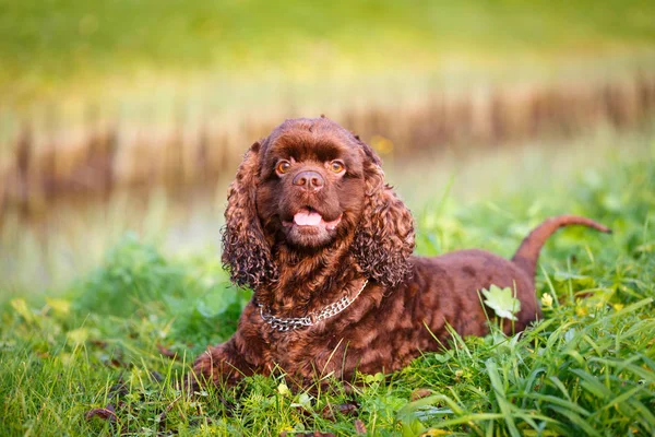 Cocker Spaniel americano — Fotografia de Stock