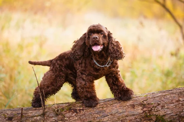 American Cocker Spaniel — Stock Photo, Image