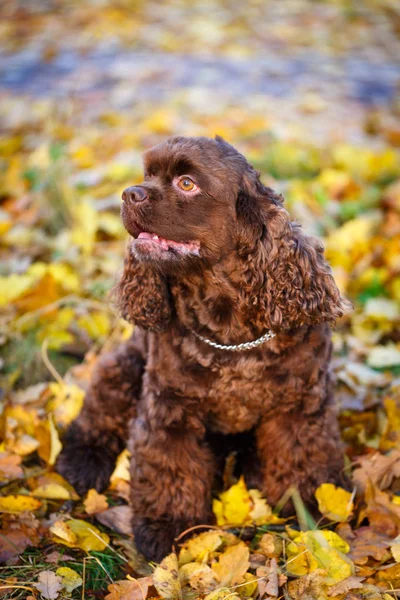 American Cocker Spaniel — Stock Photo, Image