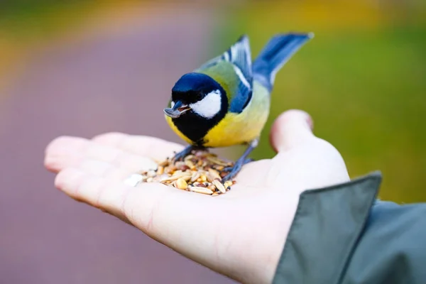Posti a sedere uccello sulla mano — Foto Stock