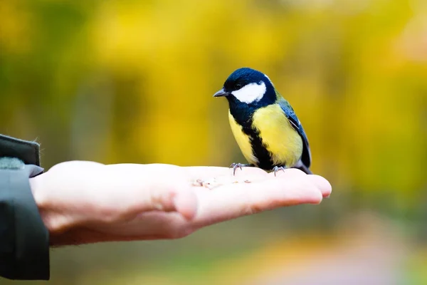 Sitzgelegenheiten für Vögel — Stockfoto