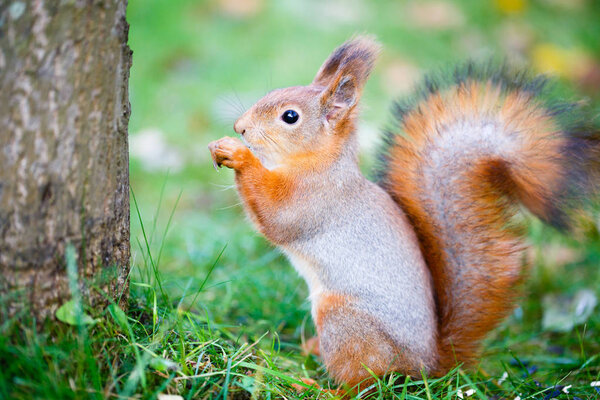 Squirrel in authum park