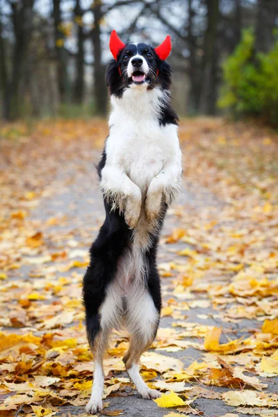 Dog in autum park — Stock Photo, Image