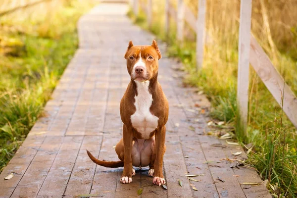 Hond in autum park — Stockfoto
