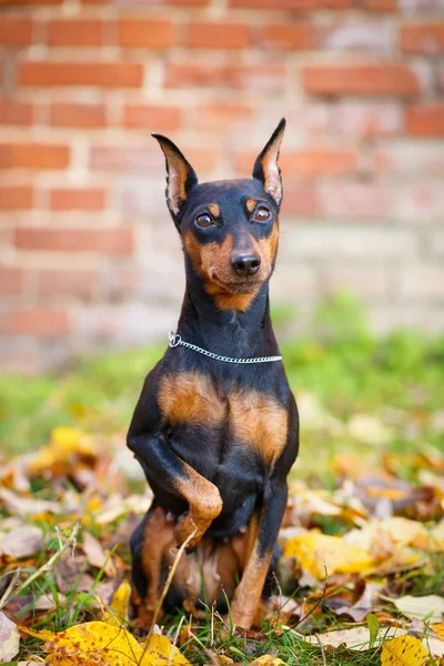 Dog in autum park — Stock Photo, Image