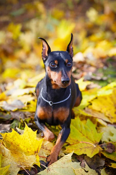 Hund i hösten park — Stockfoto